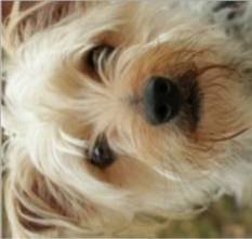 Yorkshire_Terrier_IMG_6498.jpg