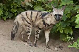 aardwolf.jpg