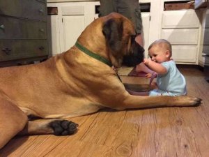 Dog & Baby.jpg
