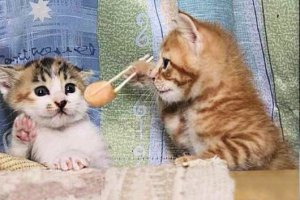 Food Cat @.jpg