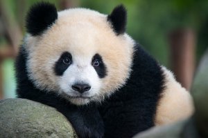 panda.jpg