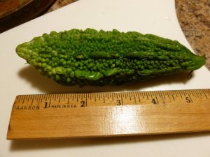 alligaror squash (1024x768).jpg
