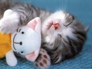 Catnap.jpg
