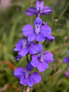 larkspur.jpg