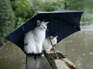 Raining @.jpg