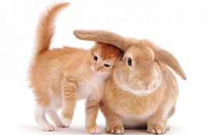 kitty bunny 2.jpg