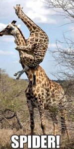 Giraff Spider @.jpg