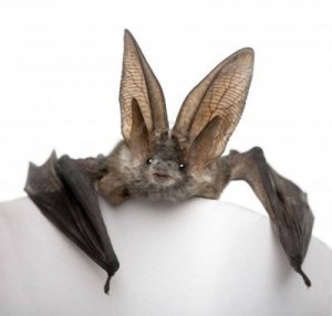 bat.jpeg