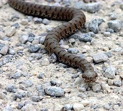 Asp snake.jpg