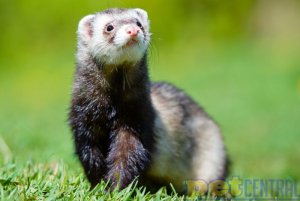 ferret.jpg