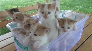 kittens.jpeg kittens.jpeg