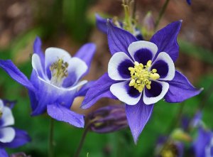 purple flowers.jpg