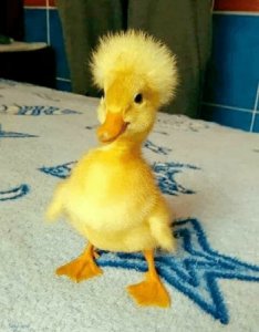 Yellow Duck @.jpg