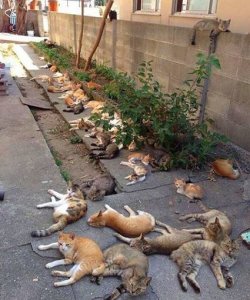 cats.JPG