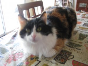 IMG_8781.JPG