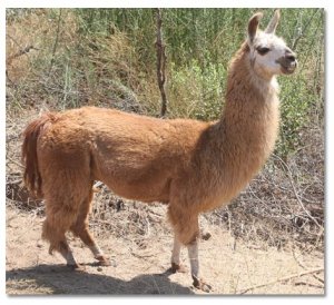llama1_0046.jpg