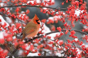 cardinal1.jpg