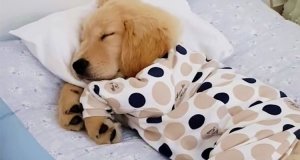 Pajamas @.jpg