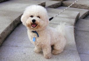 bichon-photos.jpg