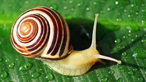 snail.jpeg