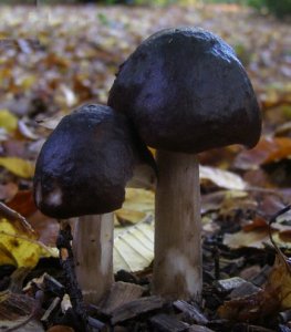mushrooms.jpg