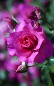 mag flower rose.jpg