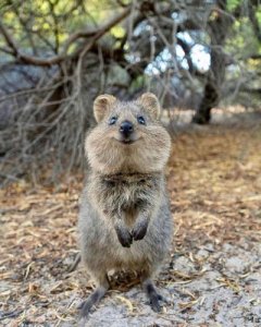 Quokka @.jpg