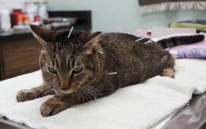 Acupuncture.jpg