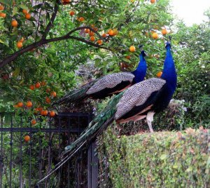 blue peacocks.jpg