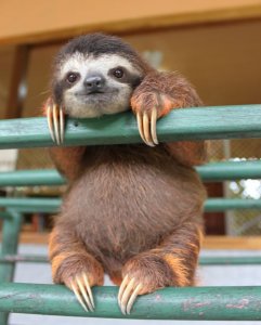 sloth.jpg