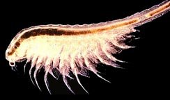 brineshrimp_photo.jpg