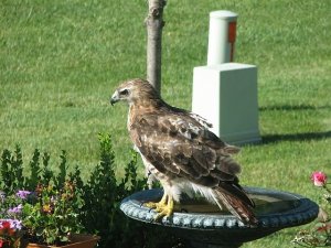 hawkbirdbathemail.jpg hawkbirdbathemail.jpg