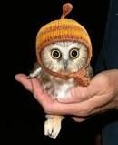 little owl.jpg