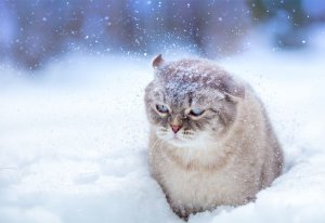 cat-snow.png.653x0_q80_crop-smart.jpg