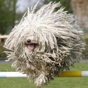 Hairy Dog.jpg