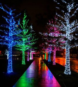 lit up trees outside.jpg lit up trees outside.jpg