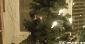 cats and lights.gif