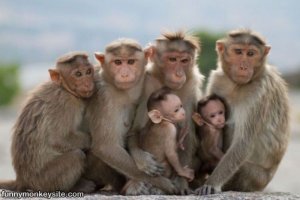 Funny Monkey Family-9.jpg