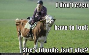ad5873f711f91d58c66bb49e12bc8fb7--blonde-humor-blonde-jokes.jpg