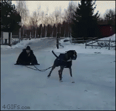 for next winter dog.gif