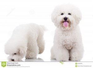 two-curious-bichon-frise-puppy-dogs-25462533.jpg
