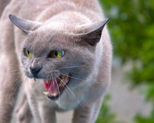 cat_bites.jpg.638x0_q80_crop-smart.jpg
