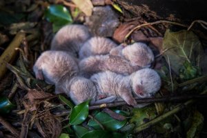 Newborn-otter-pups..jpg