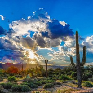 blue cactus p.jpg