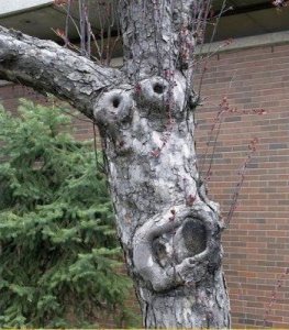 Faces Tree @.jpg