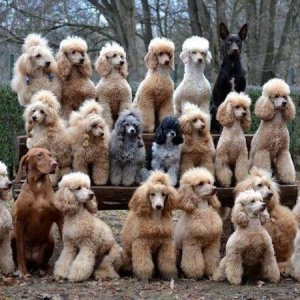 Poodles @.jpg