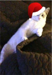 Cat Santa.jpg