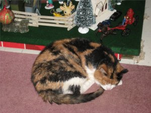 Christmas Cat.jpg