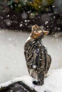brown cat and snow.jpg