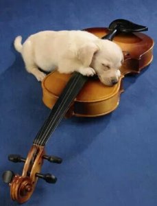 Violin.jpg